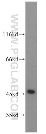 EIF4A3 Antibody in Western Blot (WB)