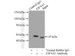 EIF4A3 Antibody in Immunoprecipitation (IP)