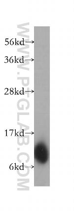 LAMA4 (Isoform 3) Antibody in Western Blot (WB)