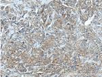 CXCL14 Antibody in Immunohistochemistry (Paraffin) (IHC (P))