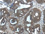 CXCL14 Antibody in Immunohistochemistry (Paraffin) (IHC (P))