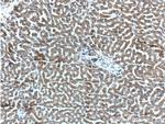 CXCL14 Antibody in Immunohistochemistry (Paraffin) (IHC (P))