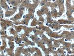 CXCL14 Antibody in Immunohistochemistry (Paraffin) (IHC (P))