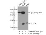 RAN Antibody in Immunoprecipitation (IP)