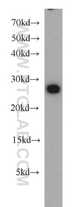 RAN Antibody in Western Blot (WB)