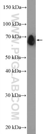 CLINT1 Antibody in Western Blot (WB)