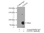 CLINT1 Antibody in Immunoprecipitation (IP)