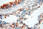 Seladin 1 Antibody in Immunohistochemistry (Paraffin) (IHC (P))