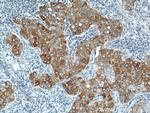 Seladin 1 Antibody in Immunohistochemistry (Paraffin) (IHC (P))