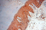 Seladin 1 Antibody in Immunohistochemistry (Paraffin) (IHC (P))