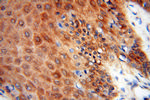 Seladin 1 Antibody in Immunohistochemistry (Paraffin) (IHC (P))