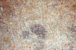 Seladin 1 Antibody in Immunohistochemistry (Paraffin) (IHC (P))