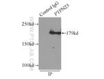 PTPN23 Antibody in Immunoprecipitation (IP)
