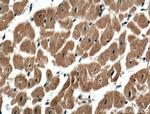 USP5 Antibody in Immunohistochemistry (Paraffin) (IHC (P))