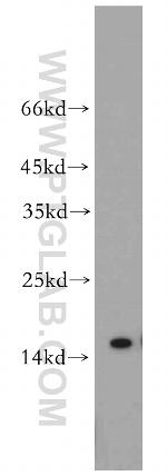 TCL1A Antibody in Western Blot (WB)