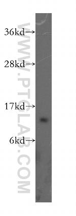 TCL1A Antibody in Western Blot (WB)