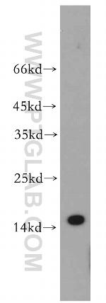 TCL1A Antibody in Western Blot (WB)