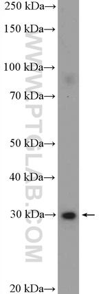 CHMP2A Antibody in Western Blot (WB)