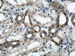 Annexin A11 Antibody in Immunohistochemistry (Paraffin) (IHC (P))