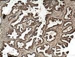 Annexin A11 Antibody in Immunohistochemistry (Paraffin) (IHC (P))