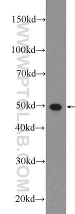 Annexin A11 Antibody in Western Blot (WB)