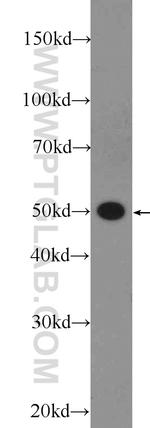 Annexin A11 Antibody in Western Blot (WB)