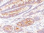 Carcinoembryonic Antigen (CEA)/CD66 Antibody in Immunohistochemistry (Paraffin) (IHC (P))