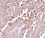 Carcinoembryonic Antigen (CEA)/CD66 Antibody in Immunohistochemistry (Paraffin) (IHC (P))