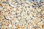 JUNB Antibody in Immunohistochemistry (Paraffin) (IHC (P))