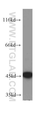 JUNB Antibody in Western Blot (WB)