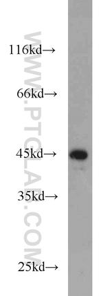 JUNB Antibody in Western Blot (WB)