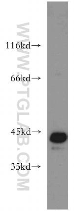 JUNB Antibody in Western Blot (WB)