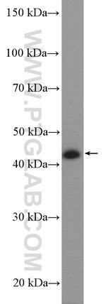 JUNB Antibody in Western Blot (WB)