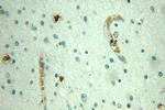 JUNB Antibody in Immunohistochemistry (Paraffin) (IHC (P))