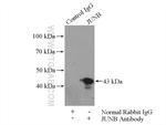 JUNB Antibody in Immunoprecipitation (IP)