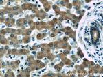 STARD5 Antibody in Immunohistochemistry (Paraffin) (IHC (P))