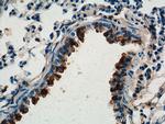 Uteroglobin Antibody in Immunohistochemistry (Paraffin) (IHC (P))