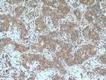 GAPDH Antibody in Immunohistochemistry (Paraffin) (IHC (P))