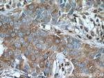 GAPDH Antibody in Immunohistochemistry (Paraffin) (IHC (P))