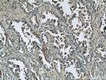 GAPDH Antibody in Immunohistochemistry (Paraffin) (IHC (P))