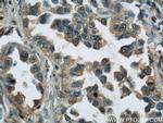 GAPDH Antibody in Immunohistochemistry (Paraffin) (IHC (P))