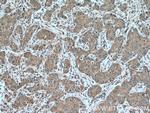 GAPDH Antibody in Immunohistochemistry (Paraffin) (IHC (P))