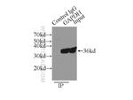 GAPDH Antibody in Immunoprecipitation (IP)