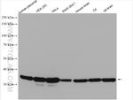 GAPDH Antibody in Western Blot (WB)