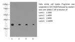 GAPDH Antibody in Western Blot (WB)