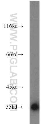 GAPDH Antibody in Western Blot (WB)