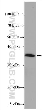 GAPDH Antibody in Western Blot (WB)