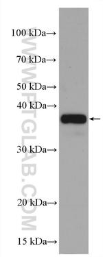 GAPDH Antibody in Western Blot (WB)