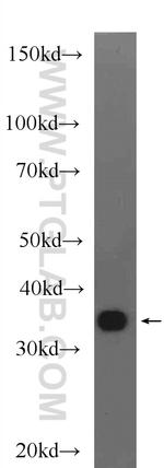 GAPDH Antibody in Western Blot (WB)