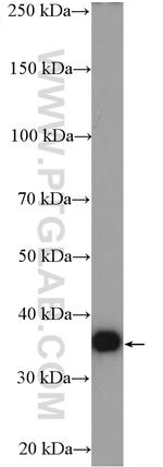 GAPDH Antibody in Western Blot (WB)